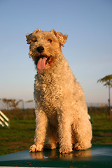 Image showing fox terrier