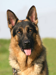 Image showing german shepherd