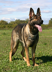 Image showing german shepherd