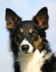 Image showing border collie