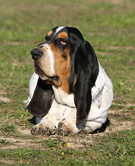 Image showing basset hound