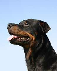 Image showing rottweiler