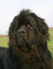 Image showing newfoundland dog