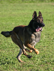 Image showing malinois