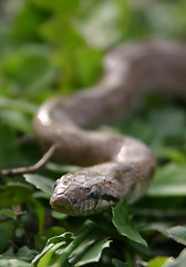 Image showing Smooth snakes