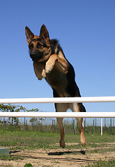 Image showing jumping german shepherd