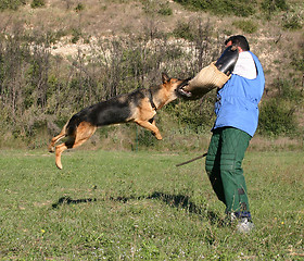 Image showing german shepherd in attack