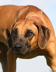 Image showing  rhodesian ridgeback; 