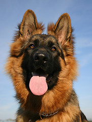 Image showing german shepherd