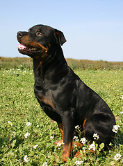 Image showing rottweiler