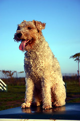 Image showing fox terrier