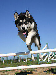 Image showing jumping husky