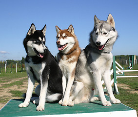 Image showing huskies