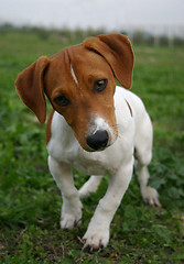 Image showing puppy jack russel terrier