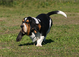 Image showing basset hound