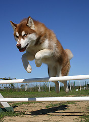 Image showing jumping husky