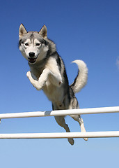 Image showing jumping husky