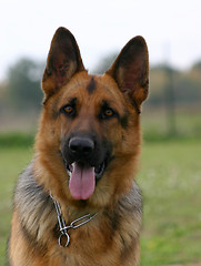 Image showing german shepherd