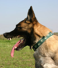 Image showing biting malinois