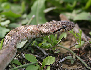 Image showing Smooth snakes