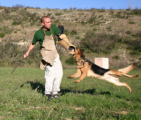 Image showing german shepherd in attack