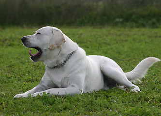 Image showing labrador retriever