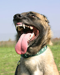 Image showing biting malinois