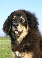 Image showing tibetan mastiff