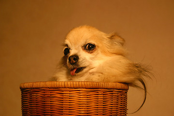 Image showing chihuahua in baskett