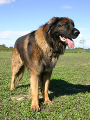 Image showing leonberger