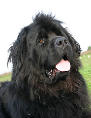 Image showing newfoundland dog