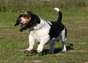 Image showing basset hound