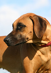 Image showing  rhodesian ridgeback; 