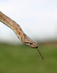 Image showing Smooth snakes