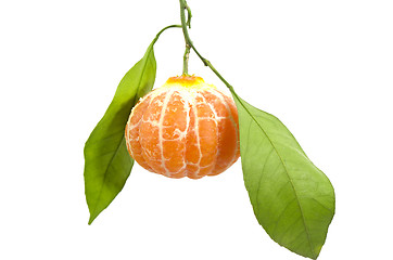 Image showing In leafy peeled tangerine