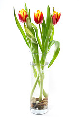 Image showing Tulips on white background