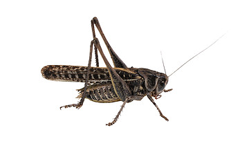 Image showing Locust