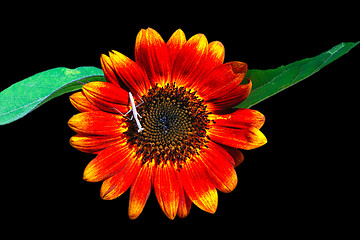 Image showing Decorative sunflowers