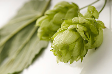 Image showing Hop cone and leaves on white background 