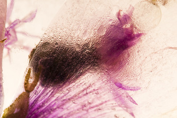 Image showing Frozen flowers. blossoms in the ice cube