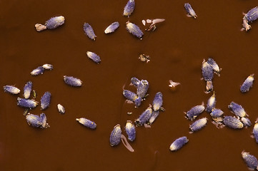 Image showing Homemade chocolate with lavender flowers