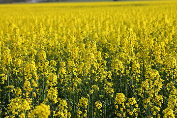 Image showing Rapeseed field