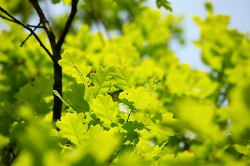 Image showing Leaves