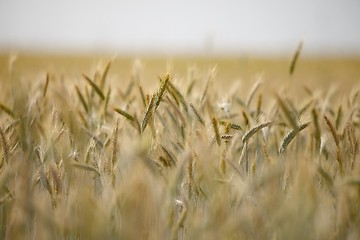 Image showing Wheat