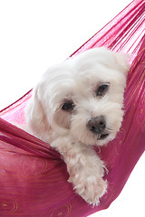 Image showing Cute maltese terrier