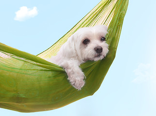 Image showing Lazy dazy dog days of summer