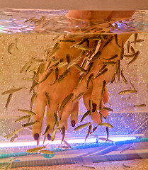 Image showing Fish therapy