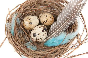 Image showing quail eggs