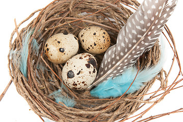 Image showing quail eggs