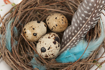 Image showing quail eggs